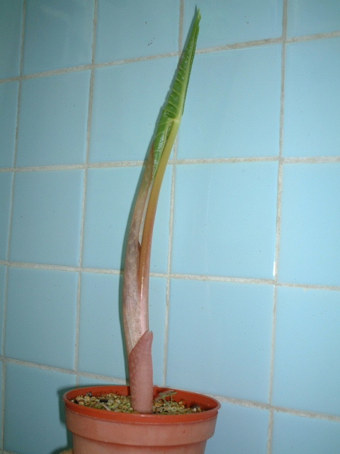 Arisaema Sikokianum