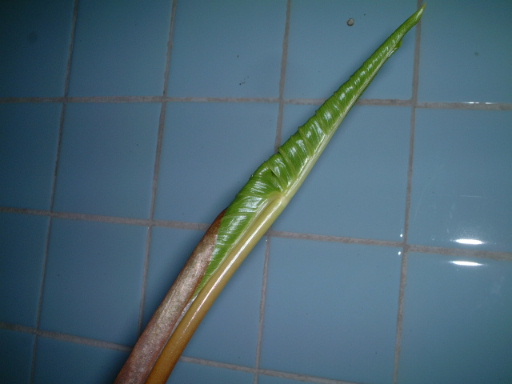 Arisaema Sikokianum