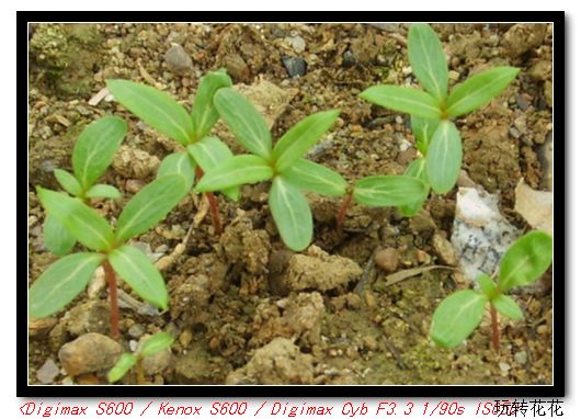 ���մ�����ɫ�����ĺ��ӣ�