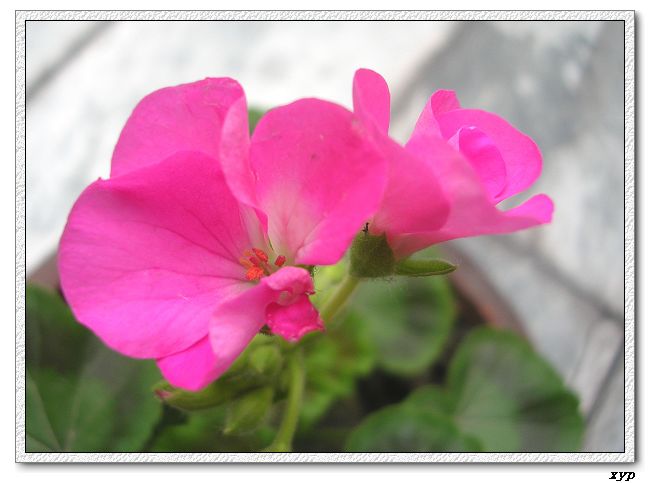 ���ÿ�(ѩ��������)P8����