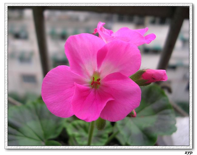 ���ÿ�(ѩ��������)P8����