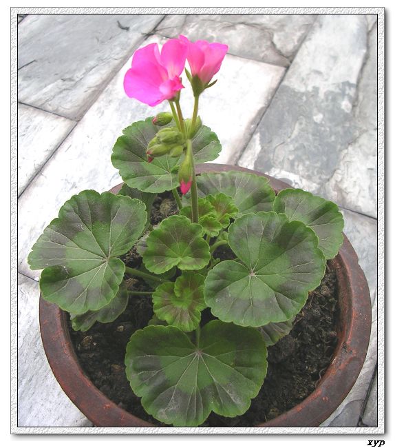 ���ÿ�(ѩ��������)P8����