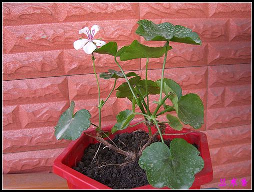 ���ÿ�(ѩ��������)P8����