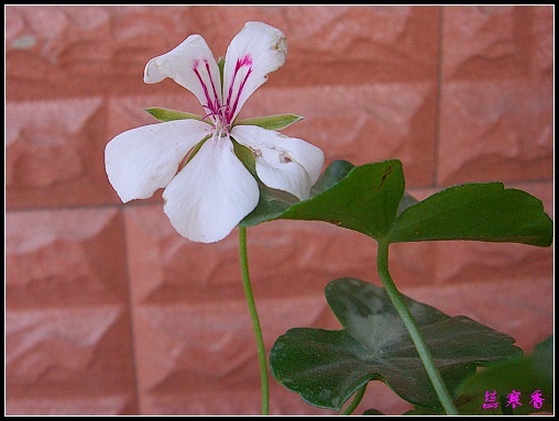 ���ÿ�(ѩ��������)P8����