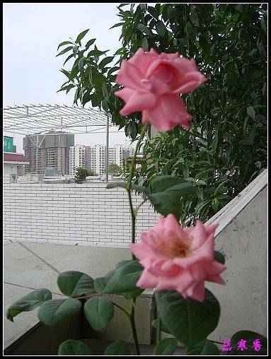 ��������¼���԰:��ݮ,���������¼�