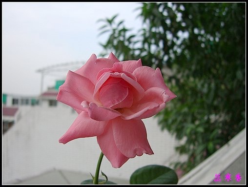 ��������¼���԰:��ݮ,���������¼�