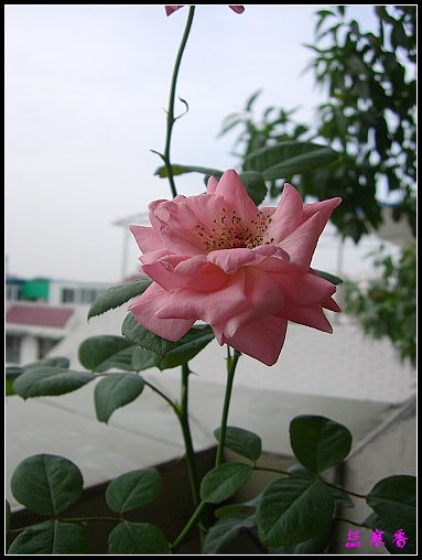 ��������¼���԰:��ݮ,���������¼�