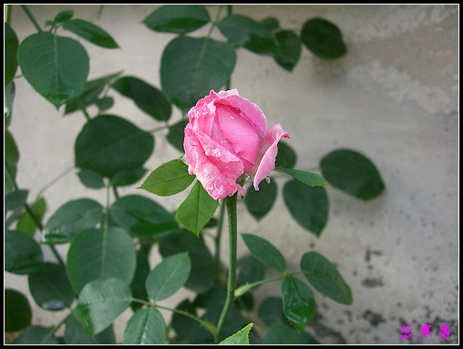 ��������¼���԰:��ݮ,���������¼�