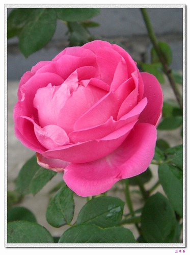 ��������¼���԰:����ɯ�ף�ĵ���¼��ֿ�����