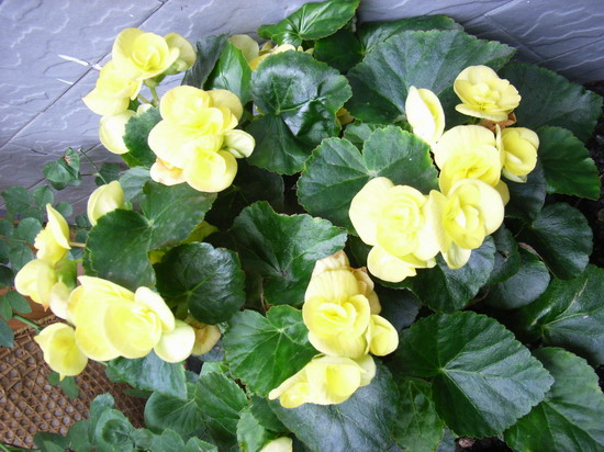 5��30��  �ҵ���ҩ�ף�ȴ�Ҳ������صĵط�  P14  ����   *-*����Ļ�԰*-*