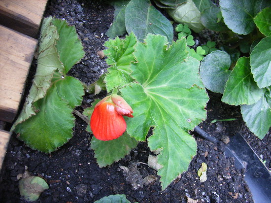 5��30��  �ҵ���ҩ�ף�ȴ�Ҳ������صĵط�  P14  ����   *-*����Ļ�԰*-*