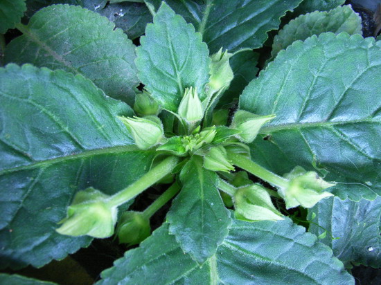 5��30��  �ҵ���ҩ�ף�ȴ�Ҳ������صĵط�  P14  ����   *-*����Ļ�԰*-*