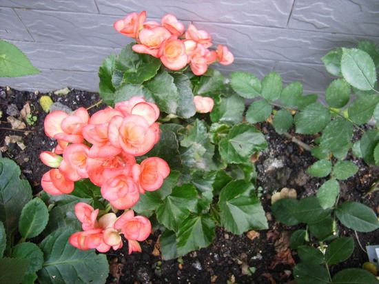 5��30��  �ҵ���ҩ�ף�ȴ�Ҳ������صĵط�  P14  ����   *-*����Ļ�԰*-*