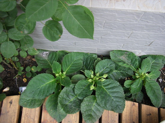 5��30��  �ҵ���ҩ�ף�ȴ�Ҳ������صĵط�  P14  ����   *-*����Ļ�԰*-*