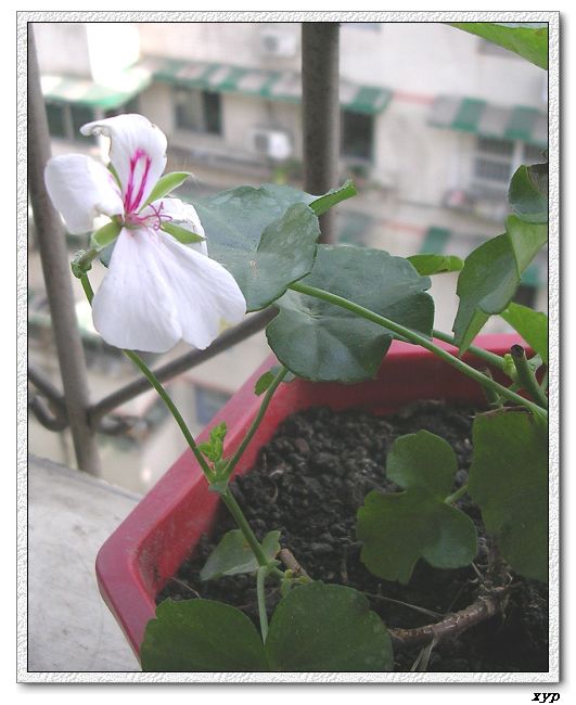 ���ÿ�(ѩ��������)P8����