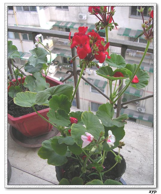 ���ÿ�(ѩ��������)P8����