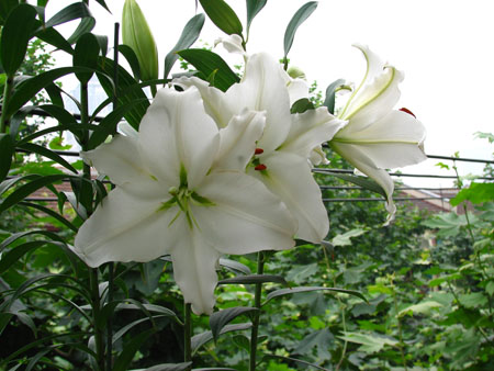 ����N�õİٺ����ڿ����ˣ���30¥�����ƻ��ˣ���