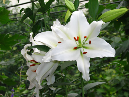 ����N�õİٺ����ڿ����ˣ����������¶�pp����