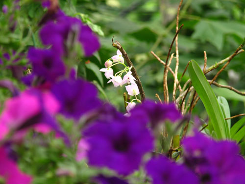 ����ҡҷ�Ķ���-----�����Ͻ��Ρ�ϸ��pp��