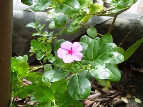 ���մ�����ɫ�����ĺ��ӣ�