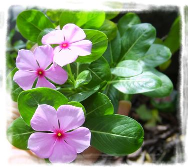 ���մ�����ɫ�����ĺ��ӣ�