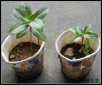 ���մ�����ɫ�����ĺ��ӣ�