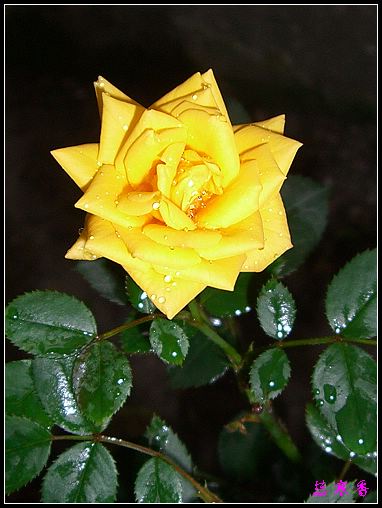 ��������¼���԰:����ɯ�ף�ĵ���¼��ֿ�����