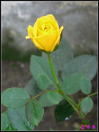 ��������¼���԰:����ɯ�ף�ĵ���¼��ֿ�����