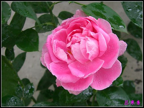 ��������¼���԰:����ɯ�ף�ĵ���¼��ֿ�����