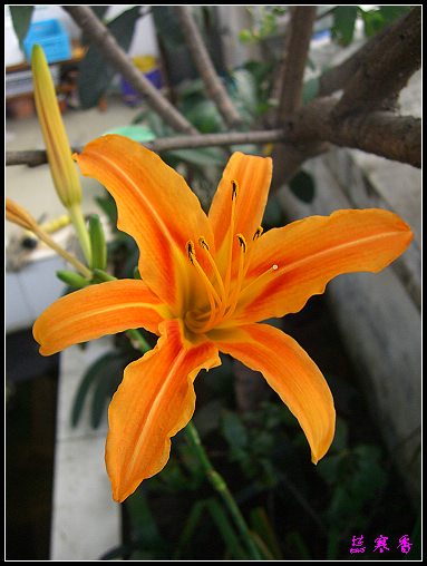 �й���ĸ�׻�:���