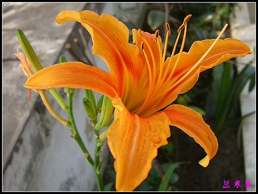 �й���ĸ�׻�:���