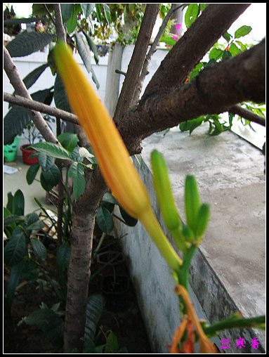 �й���ĸ�׻�:���