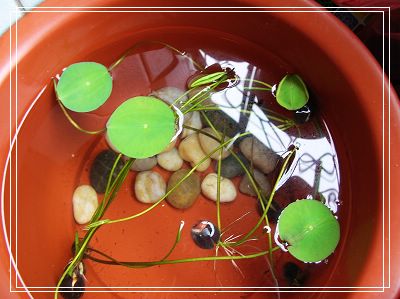 06�Ĳ��ռǣ�������С����