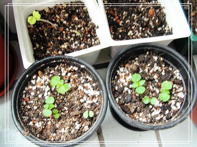 06�Ĳ��ռǣ�������С����