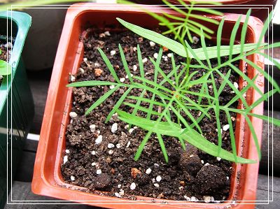 06�Ĳ��ռǣ�������С����