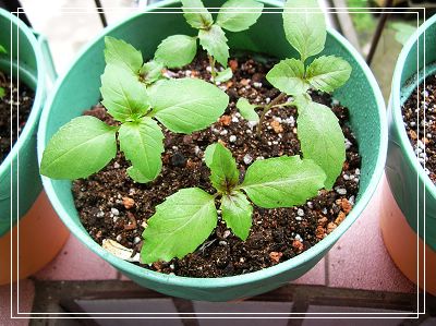 06�Ĳ��ռǣ�������С����