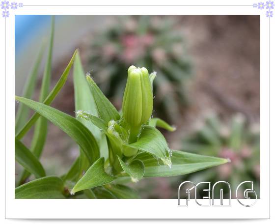 �ٺϿ�����P6��̯�ٺ��л����ˣ�