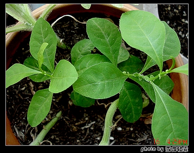 ��ѩ����ѿ��