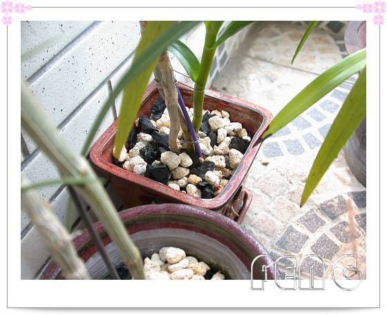 ��ʯ������