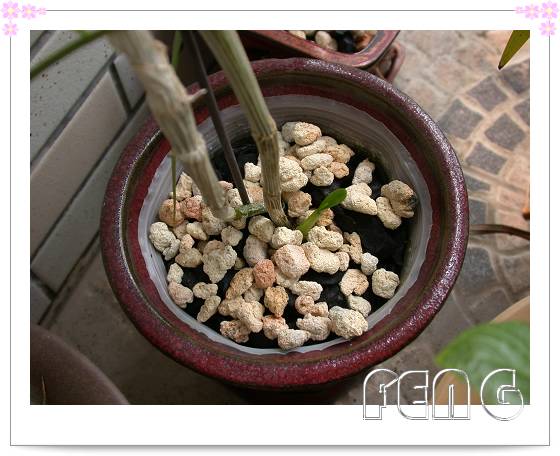 ��ʯ������