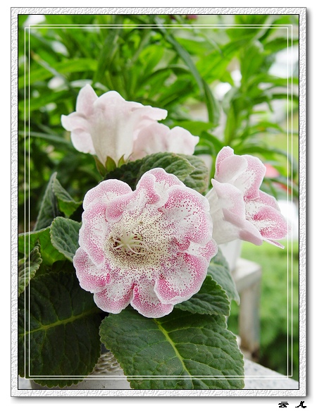 ����ͩ�����ĵ�