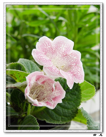 ����ͩ�����ĵ�