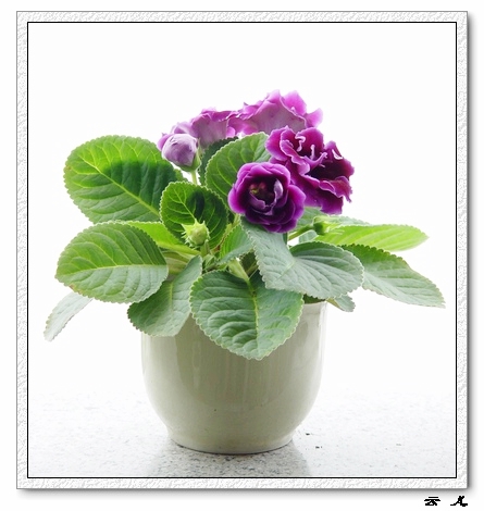 ����ͩ�����ĵ�