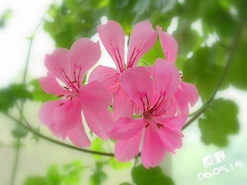 �������ÿ������ռ���ͼƬ�������Ȳ�Ҫ������лл