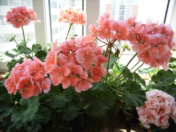 �������ÿ������ռ���ͼƬ�������Ȳ�Ҫ������лл