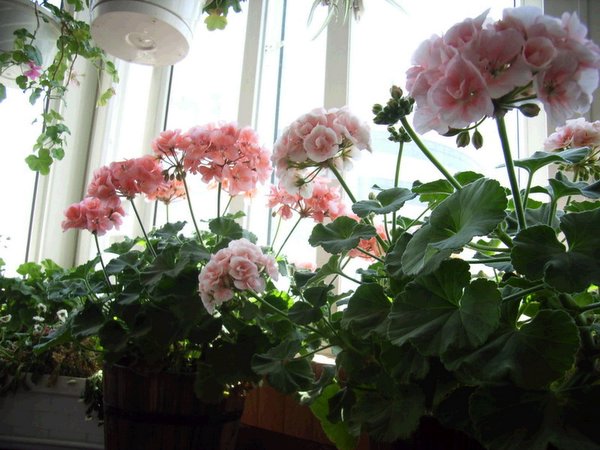 �������ÿ������ռ���ͼƬ�������Ȳ�Ҫ������лл