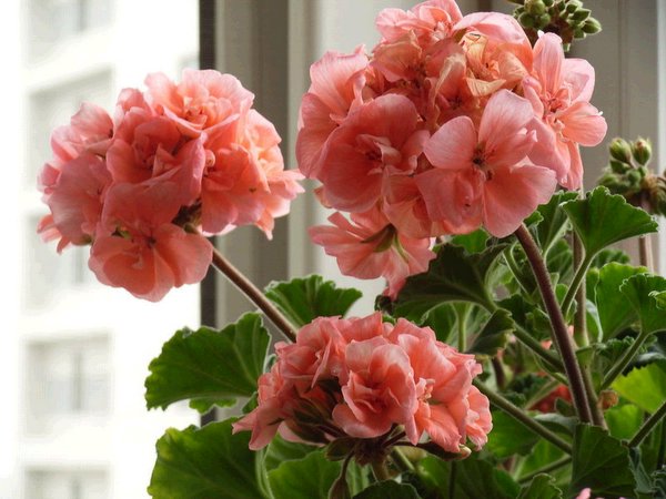 �������ÿ������ռ���ͼƬ�������Ȳ�Ҫ������лл