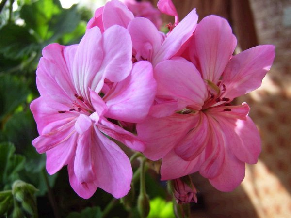 �������ÿ������ռ���ͼƬ�������Ȳ�Ҫ������лл