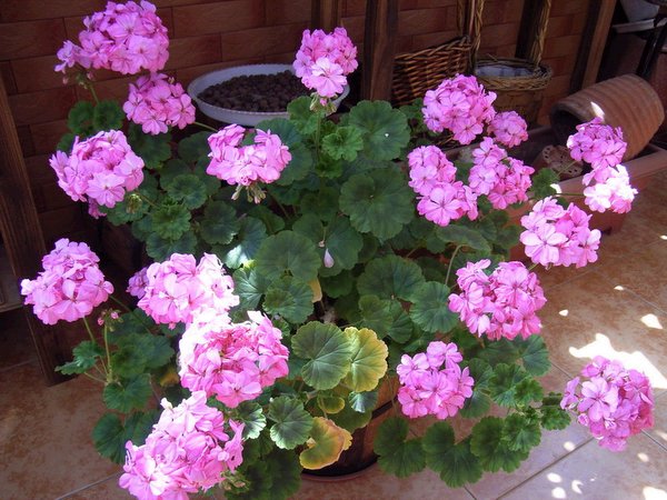 �������ÿ������ռ���ͼƬ�������Ȳ�Ҫ������лл