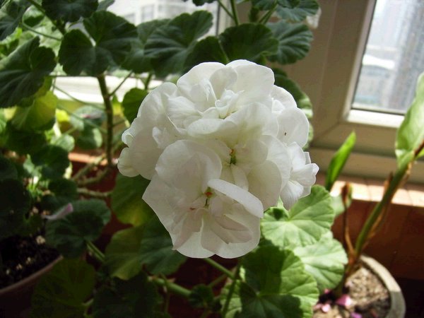 �������ÿ������ռ���ͼƬ�������Ȳ�Ҫ������лл